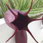 Stapelia leendertziae 4"
