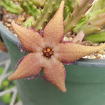 Stapelia schinzii Carrion Flower Asclepiad - Paradise Found Nursery