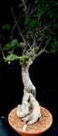 Sterculia sp. No ID EP - Paradise Found Nursery