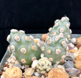 Tephrocactus molinensis 4" - Paradise Found Nursery