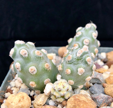 Tephrocactus molinensis 4"