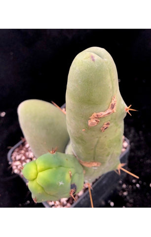 Trichocereus bridgesii monstrose Penis Cactus syn echinopsis lageniformis 4"