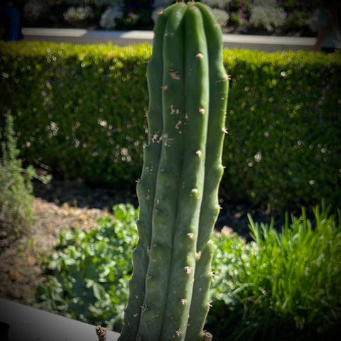 Trichocereus (echinopsis) pachanoi San Pedro Cactus 5” Pots or 2 Gallon Large - Paradise Found Nursery
