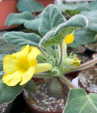 Uncarina mousetrap tree yellow flower 