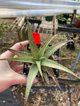 Unnamed Aloe Hybrid 23