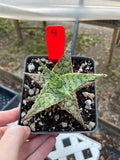 Unnamed Aloe Hybrid 4