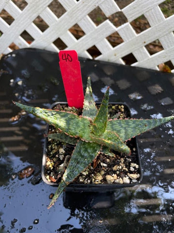 Unnamed Aloe Hybrid 40