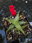 Unnamed Aloe Hybrid 50