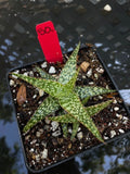 Unnamed Aloe Hybrid 50