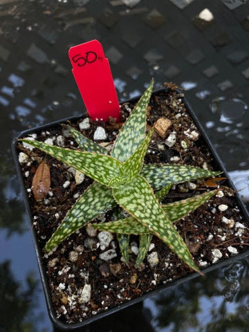 Unnamed Aloe Hybrid 50