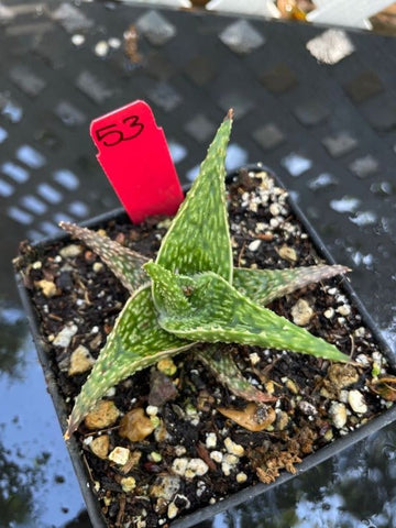 Unnamed Aloe Hybrid 53