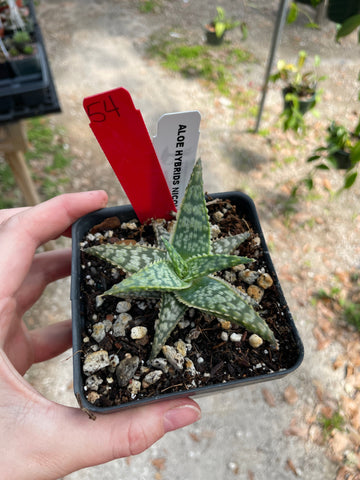 Unnamed Aloe Hybrid 54