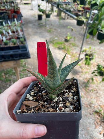 Unnamed Aloe Hybrid 62