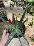 Unnamed Aloe Hybrid 64