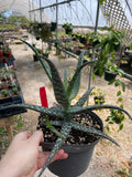 Unnamed Aloe Hybrid 64