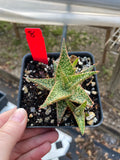 Unnamed Aloe Hybrid 8