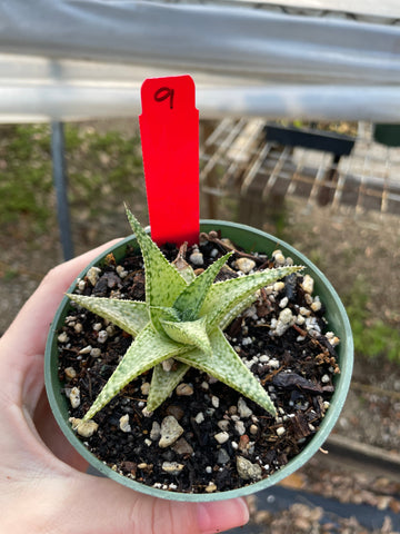 Unnamed Aloe Hybrid 9