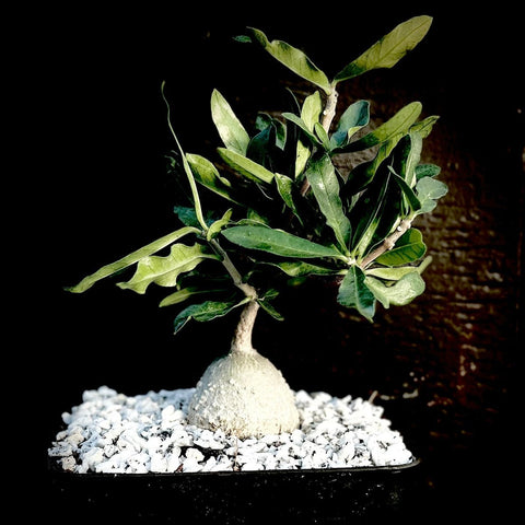 Vining Caudex Plant Bundle - Fockea edulis, Raphionacme flanaganii, and Momordica rostrata