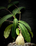 Vining Caudex Plant Bundle - Fockea edulis, Raphionacme flanaganii, and Momordica rostrata