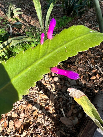 Wittia amazonica Blue Flowers Pseudorhipsalis Jungle Cactus - Paradise Found Nursery