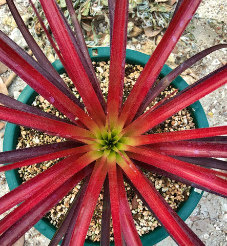 x Nidusincorea 'Selby' 4"